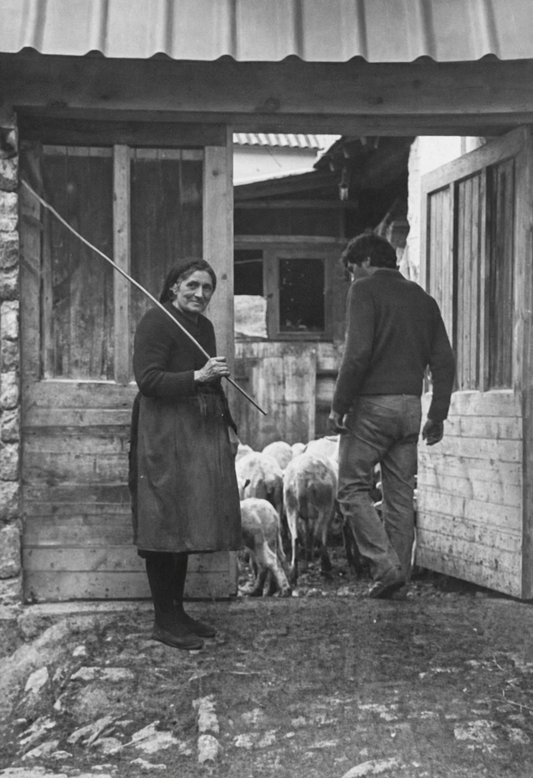 Escena histórica de la ganadería de Casa Serena con ovejas